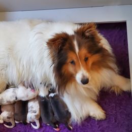 Elli - Shetland Sheepdog