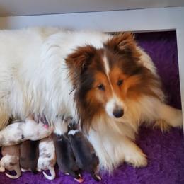 Elli - Shetland Sheepdog