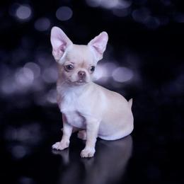 Boy 1 - male Chihuahua puppy in Brooklyn, New York from Nadezhda's Chihuahuas