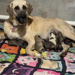 Male 1 - Fawn male Anatolian Shepherd Dog puppy in Daggett, Michigan from T&S Anatolians