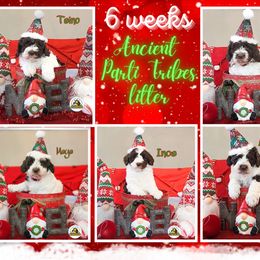 "6 weeks" Australian Labradoodle Puppies from HighStar Australian Labradoodles, Inc.