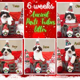 "6 weeks" Australian Labradoodle Puppies from HighStar Australian Labradoodles, Inc.