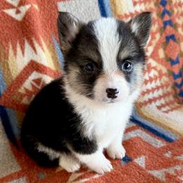Charlie - Black and tan male Pembroke Welsh Corgi puppy in Okeechobee, Florida from HotShot Kennels