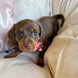 Summer - Chocolate and tan female Dachshund puppy in Senoia, Georgia from Honey Creek Doxies
