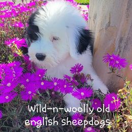 Old English Sheepdog Puppies from Wild-n-Woolly Old English Sheepdogs