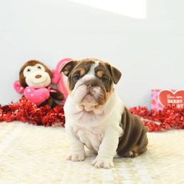 Blossom - Chocolate tri-color female Bulldog puppy in Lewisberry, Pennsylvania from Salted Rim Corgis