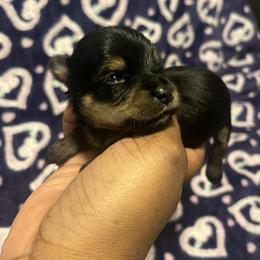 Molly(2500) - Black and tan female Yorkshire Terrier puppy in Gastonia, North Carolina from Precious pups dynasty kennel