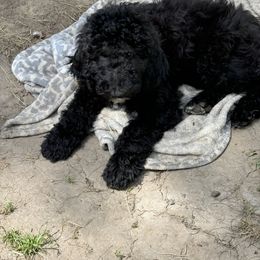 Poodle Puppies from M & G Farms Poodle Party