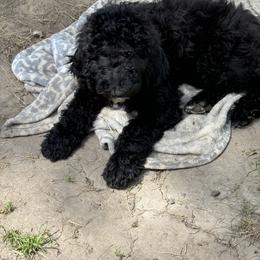 Poodle Puppies from M & G Farms Poodle Party
