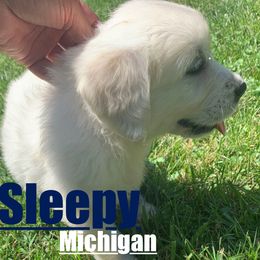 Golden Retriever Puppies from Nina's Golden hour