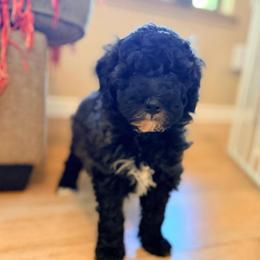 Reef - Sable male Goldendoodle puppy in Pollock Pines, California from Penny Lane’s Doodles