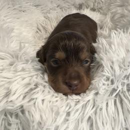 Chocolate Cream Boy 3 - Chocolate and cream male Dachshund puppy in Madison, Indiana from Jensen Dobermans and Dachshunds