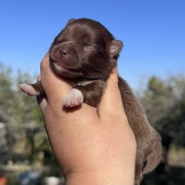 Noel - Chocolate female Pomeranian puppy in Sandia, Texas from Broken Arrow Poms