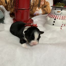 Dixie - Blue merle female Miniature Australian Shepherd puppy in Signal Mountain, Tennessee from D & D Miniature and Toy Australian Sheppards