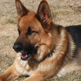 German Shepherd All Grown Up from Vom Harmon Haus German Shepherds