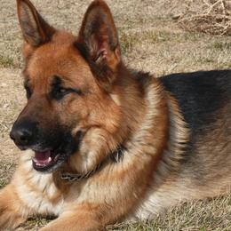 German Shepherd All Grown Up from Vom Harmon Haus German Shepherds