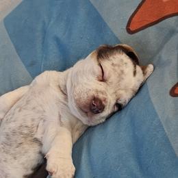 Beagle All Grown Up from Lonestar Beagles