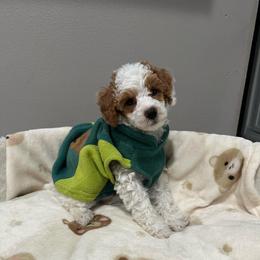 Patch - Parti male Poodle puppy in Matteson, Illinois from Chitownpupz