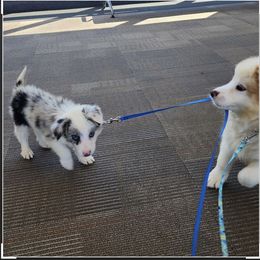 Border Collie Puppies from Cahill’s Canines