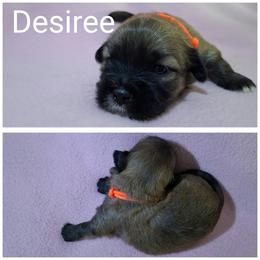Desiree - Red gold female Lhasa Apso puppy in Cincinnati, Ohio from Shangri-La Lhasa Apsos