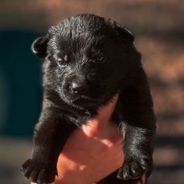 Chucky (Light Blue Collar) - Black male German Shepherd puppy in Chattanooga, Tennessee from Lucianhaus