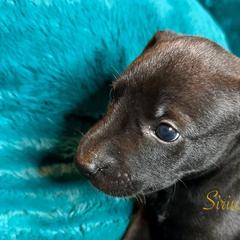 Buho - Xoloitzcuintli puppy from Sirius Xolos
