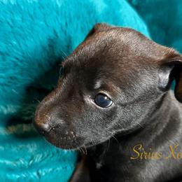Buho - Xoloitzcuintli puppy from Sirius Xolos