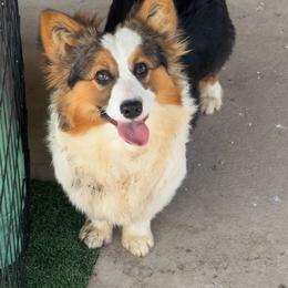 Poppy - Black and tan female Pembroke Welsh Corgi puppy in Bloomfield, Iowa from Seven B Corgis & Doxies