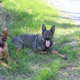 German Shepherd All Grown Up from Haus Wesmiller