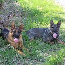 German Shepherd All Grown Up from Haus Wesmiller