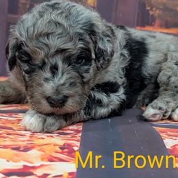 Mr Brown - Merle male Labradoodle puppy in Lebanon, Pennsylvania from Robertson's Retrievers and Doodles