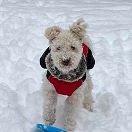 Pumi All Grown Up from MayaLu Dogs