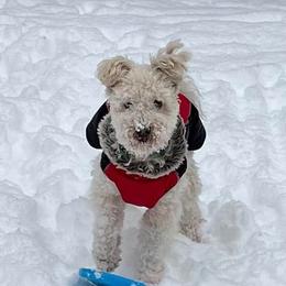 Pumi All Grown Up from MayaLu Dogs