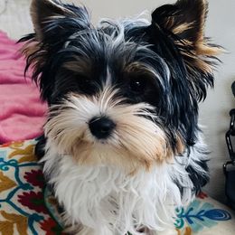 Nico - Biewer Terrier