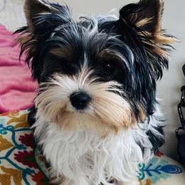 Nico - Biewer Terrier