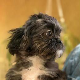 Prince - Black and white male Shih Tzu puppy in Victorville, California from Precioustzus