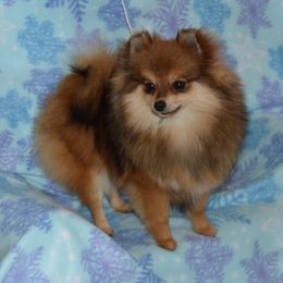 Mera - Pomeranian