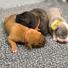 Orange collar Female - Black female American Pit Bull Terrier puppy in Pensacola, Florida from Alpha Alliance Kennels