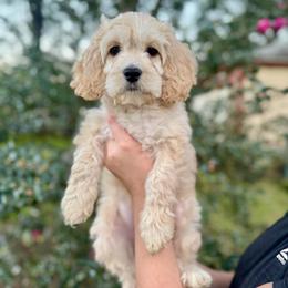 Bella Bay - Cream female Cockapoo puppy in Tallahassee, Florida from Panhandle Pups
