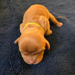 Patty - Ruby female Cavalier King Charles Spaniel puppy in Sunny Valley, Oregon from Sunny Valley Cavaliers
