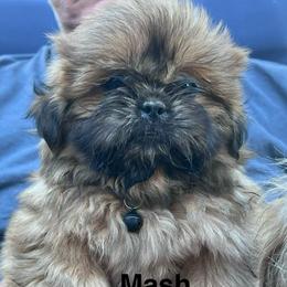 Mash - Red and tan male Shih Tzu puppy in Bloomfield, Indiana from Meihem Pups