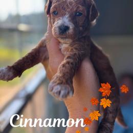 Cinnamon - Red  female Goldendoodle puppy in Gastonia, North Carolina from Crowders Creek Doodles