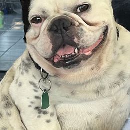 French Bulldogs from Ricki's French Bulldogs