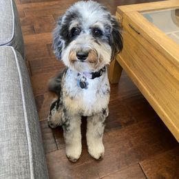 Scout - Bernedoodle