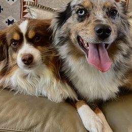 Pembroke Welsh Corgis, Poodles, and Toy Australian Shepherds from Sweet Peach Puppies