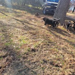 German Shepherd Puppies from Lux Shepherds
