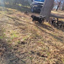 German Shepherd Puppies from Lux Shepherds