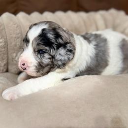 Isla - Blue merle female Bernedoodle puppy in Warrensburg, Missouri from Dreamer Ridge Puppies
