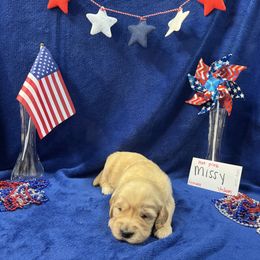 Golden Retriever Puppies from R & K Golden Acres LLC