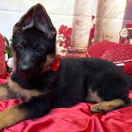 Theox - Black and red female German Shepherd puppy in Yorkville, Illinois from Vom Archbold Haus World Class German Shepherds